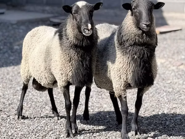 母羊, Romanov sheep