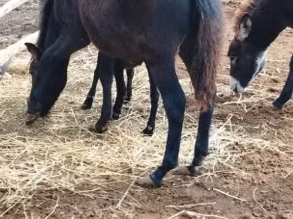 Horse (M), Welsh Mountain Pony