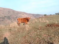 Ng'ombe jike, Nguni cattle — picha 2