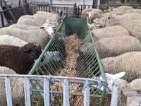 भेड़, Ile-de-France sheep — फ़ोटो 1