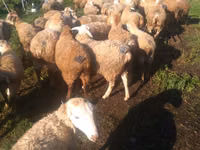 Oveja, Ovejas — foto 2