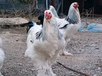 Brahma — picha 1