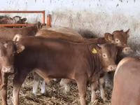 Toro, Simmental cattle — foto 2