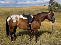 Farasi dume, Horses of Sable Island — picha 4