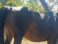 घोड़ी, Kyrgyz Horse — फ़ोटो 2