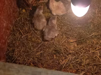 Chickens — 照片 4