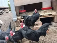 Bantam — picha 3