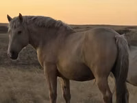حصان, New Altai Horse — الصورة 1