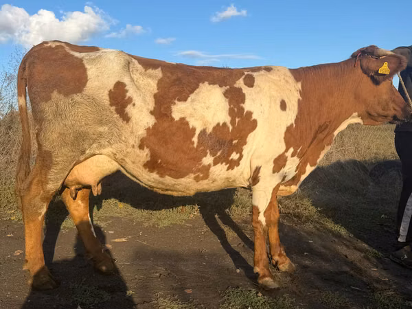 Kuh, Simmental cattle