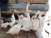 Geese — फ़ोटो 6