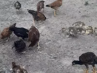 Chickens — Foto 1