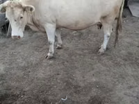 गाय, लाल बिना सींग वाली गाय — फ़ोटो 2