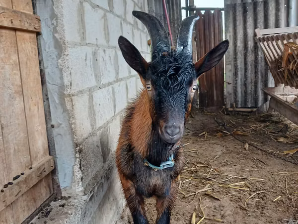 बकरा, Italian Alpine goat