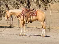 حصان, Quarter Horse — الصورة 4