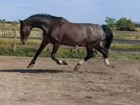 Caballo, Dutch warmblood horse — foto 1
