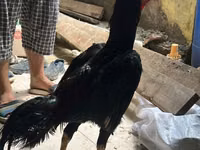 Guinea fowl — फ़ोटो 2