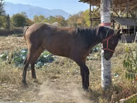 घोड़ा, Kyrgyz Horse — फ़ोटो 1