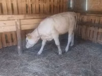母牛, Charolais cattle — 照片 2