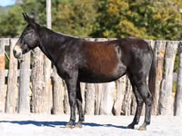 فرس, Mule — الصورة 2