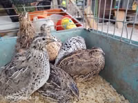Quails — Foto 2