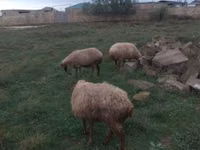 绵羊（批次，未指定性别）, Sheep — 照片 2