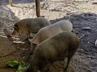 Sow — photo 4