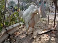 Mbuzi jike, Saanen goat — picha 2