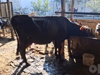 Ng'ombe jike, Red Estonian cattle — picha 7