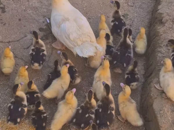 Ducks