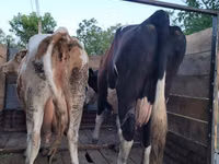 Bulle, Russian Black pied cattle — Foto 5