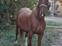 Caballo, Kisber felver — foto 1