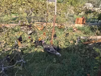 Chickens — 照片 4