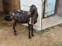 बकरी, Kamori goats — फ़ोटो 4