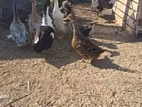 Ducks — Foto 2