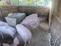 Säue, Schweine — Foto 1