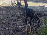 Chickens — फ़ोटो 2