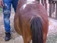 घोड़ी, Miniature horse — फ़ोटो 3