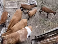 كبش, Cameroon sheep — الصورة 3