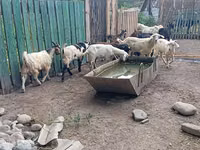 تيس, Pomellata goat — الصورة 6