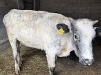 Ng'ombe jike, Swiss cattle — picha 5