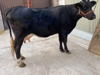 Kuh, Holstein-Rasse — Foto 4