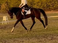Hengst, Hanoverian — Foto 1