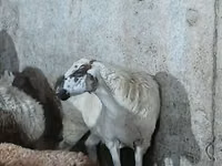 भेड़, भेड़ — फ़ोटो 2