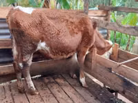 Ng'ombe jike, Simmental cattle — picha 6