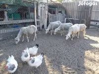 Овца, Лакон овца — фото 8