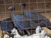 Guinea fowl — Foto 1