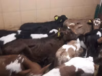 ثور, Simmental cattle — الصورة 7