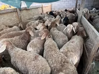 Oveja, Ovejas — foto 2
