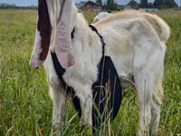 Billy Goat, Gulabi goats — photo 2