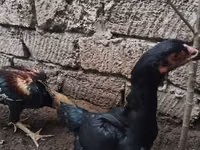 Chickens — Foto 2